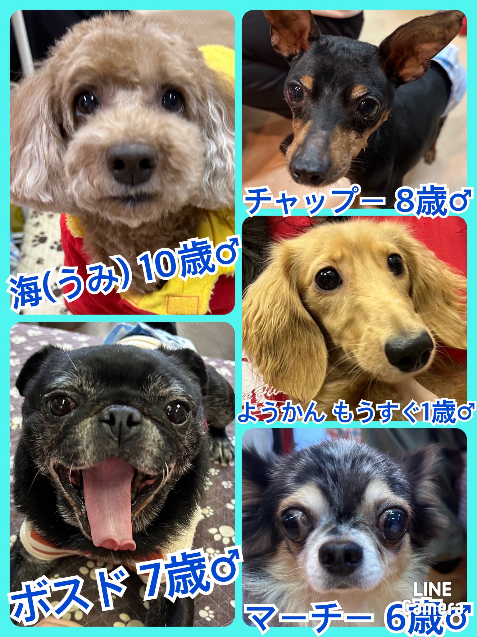 🐾今日の里親様募集中ワンコ🐶メンバーです🐾2023,12,16【保護犬カフェ天神橋店】